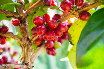 Fresh coffee beans on coffee tree branches