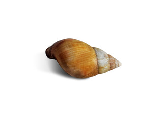 Aerial view of isolated snail shell. Mollusk shell. Spiral seashell on white background.