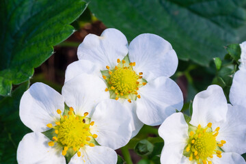 Strawberry Flower in organic farm garden