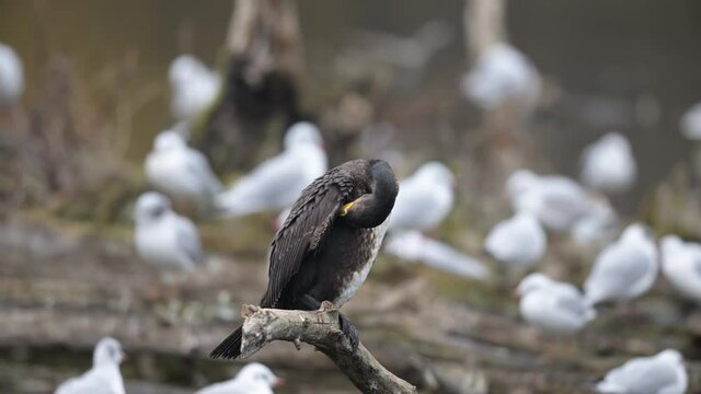 A young cormorant resting on branch, cloudy day in winter