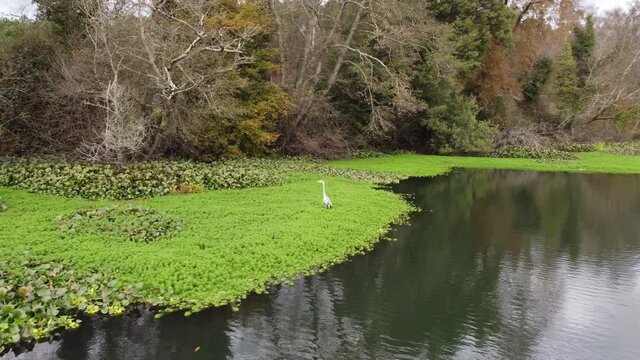 Pond River Bird 4K 03