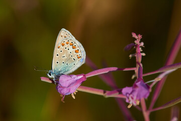Obraz premium Männchen des Hauhechel-Bläulings (Polyommatus icarus)