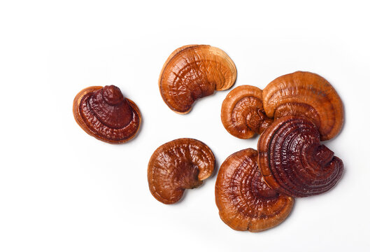 Flat Lay Of Red Reishi Mushroom (Lingzhi) Isolated On White.