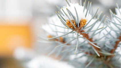Close up of fir branch covered with snow, in a apartments yard. natural pine cone tree outside. winter time, beautiful nature.