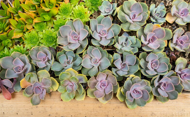 Miniature succulent plants (succulent cactus) at the garden