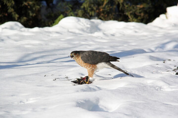 Falcon feeding on a caught prey in winter