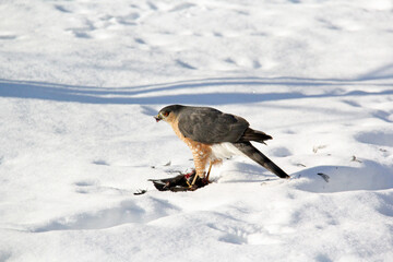 Falcon feeding on a caught prey in winter
