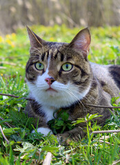 Naklejka na ściany i meble A striped cat is lying on the green grass. Close-up.