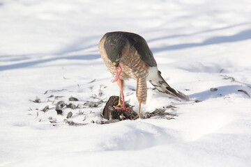 Falcon feeding on a caught prey in winter