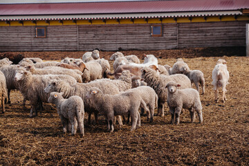 Flock of sheep in an open stall in the farm