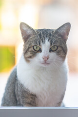 a cat outside the door