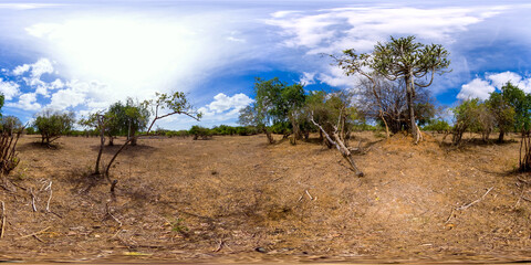 Jungle and savannah in Kumana National Park, Sri Lanka. 360-Degree view.
