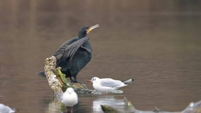 A cormorant resting on branch, cloudy day in winter