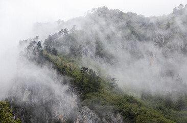 Mountain top with green pine trees hidden in morning mist or fog. Beautiful mighty natural scenery in Montenegro. 