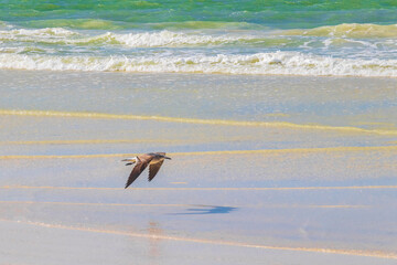 Flying birds seagulls at beautiful Holbox island beach sandbank Mexico.