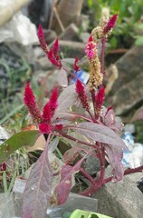 pink and white flowers