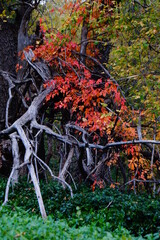 Artistic Autumn in Arizona