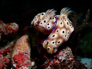 Seas lug  ,macro ,Taiwan 