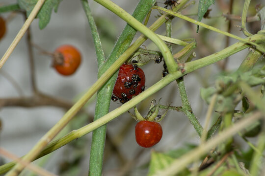 The black ladybug with yellow and white polka dots on the tomato. This was found in leaves of Solanum pimpinellifolium.