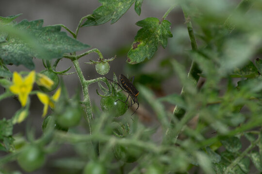 The tomato bug or tomato sucker (Phthia picta) causes great damage to the crops of plants of the nightshade family. This was found in leaves of Solanum pimpinellifolium.