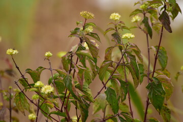Close up of autumn flowers against a brown blurred background