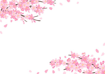 桜の花のイラスト　背景デザイン