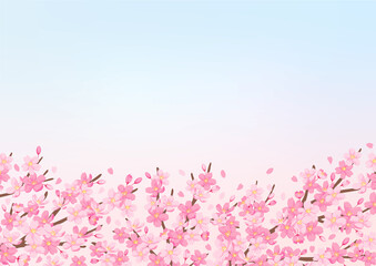 Obraz na płótnie Canvas 桜の花のイラスト　背景デザイン