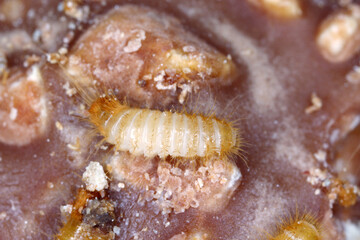Larva of Dermestidae species Trogoderma anthrenoides, chocolate and sweets pest.