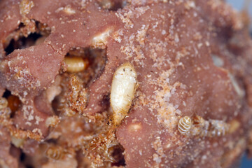 Pupa and larvae of Dermestidae species Trogoderma anthrenoides chocolate and sweets pest