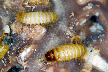 Larvae of Dermestidae species Trogoderma anthrenoides, chocolate and sweets pest.