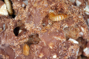 Larvae of Dermestidae species Trogoderma anthrenoides, chocolate and sweets pest.