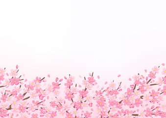 Fototapeta premium 桜の花のイラスト 背景デザイン 春の風景 コピースペース