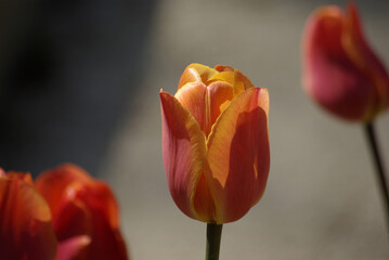 Tulipe orange au jardin