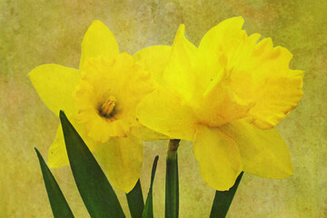 yellow daffodils on a textured green background