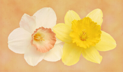 Two daffodils close up on textured background