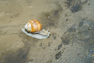 A grape snail is crawling on wet ground.