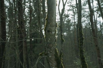 Obraz premium Morning sun rays in the forest.