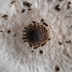 kapelusz grzyba makroskopowego. Czubajka kania (Macrolepiota procera) - obrazy, fototapety, plakaty