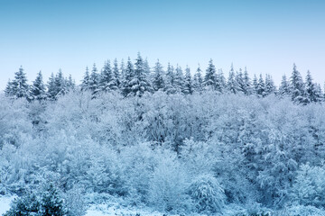 Christmas background with winter forest and white snow.