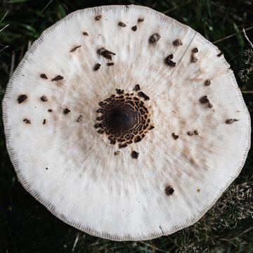 kapelusz grzyba makroskopowego. Czubajka kania (Macrolepiota procera)