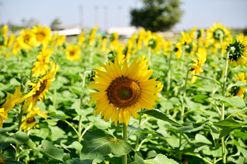 Fototapeta premium Fresh Sunflower blooming in the morning sun shine with nature background in the garden, Thailand.