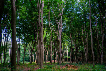 Beech trees and tumulus in the forest
