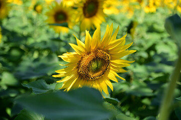 Fresh Sunflower blooming in the morning sun shine with nature background in the garden, Thailand.