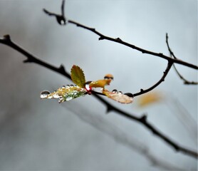 branch of a tree