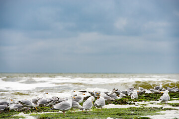 Seagulls on the Dutch coast.