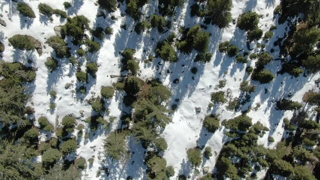 Winter Forest Aerial Shot Bird's Eye View Snow San Bernardino Mountains Forward California USA