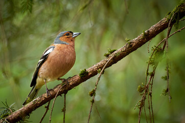 Side view of a chaffinch bird (Fringilla coelebs) sitting on branch in the tree.