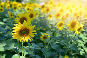 Fresh Sunflower blooming in the morning sun shine with nature background in the garden, Thailand.