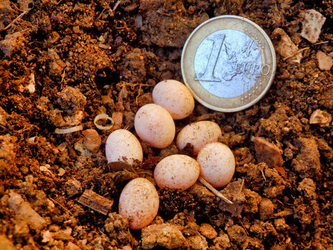 Close up of snake eggs found buried in a pile of sand and gravel, next to a 1 Euro coin to give an indication of size
