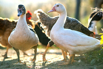 Ducks feed on traditional rural barnyard. Detail of a duck head. Close up of waterbird standing on barn yard. Free range poultry farming concept.